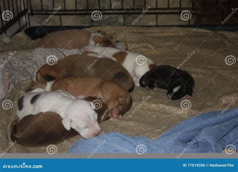 Baby dogs stock photo. Image of sleeping, dogs, baby - 77019280