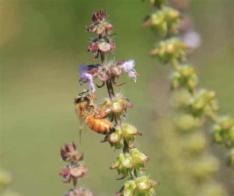 Honey, Tulsi & the Sweetness of Summer - Heartstone Center for Earth Essentials