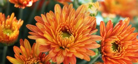 Free Images : colorful, flora, gerbera, flower garden, floristry, yellow flowers, red flowers ...