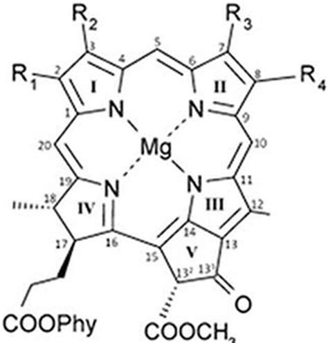 Photosynthetic pigments (Chlorophylls, caratenoids and phycobilins)- structure and function