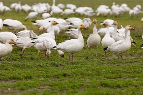 Snow Geese