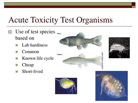 PPT - Acute and Chronic Toxicity Testing PowerPoint Presentation, free ...