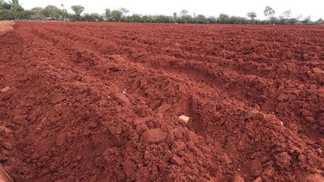 Red Soil | Field Visit | Samhitha Crop Care Clinics - YouTube