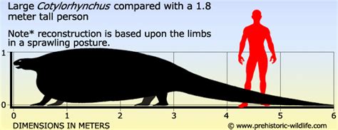 Cotylorhynchus