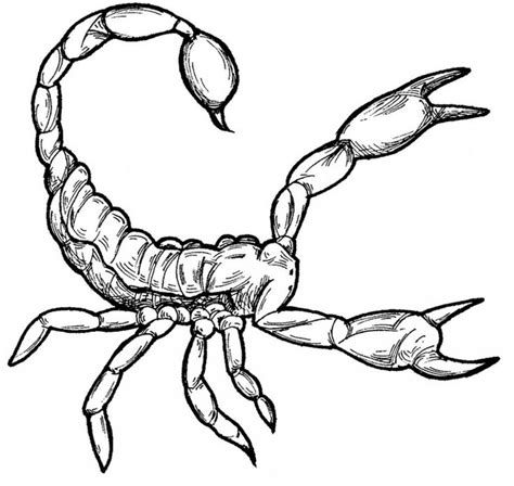 Free Printable Scorpion Coloring Pages