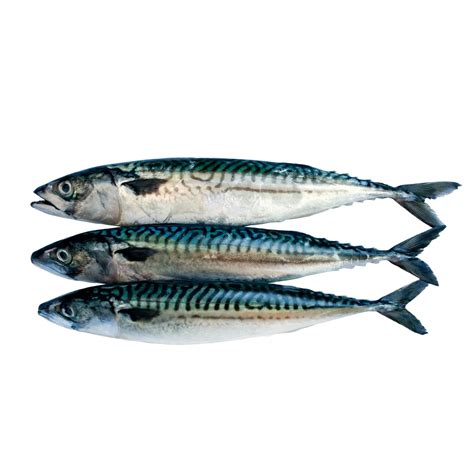 Indian Mackerel – Frozen – 1 Kg – Bombay Store – Get your Indian ...