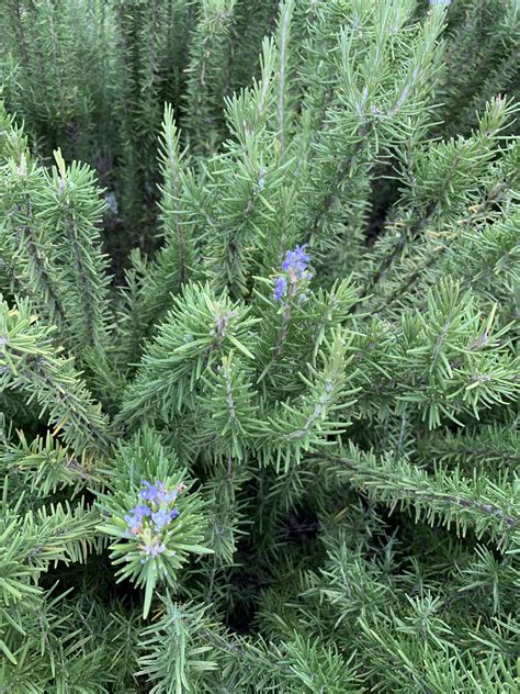 What is this plant? Kind of looks like rosemary but it’s huge ...