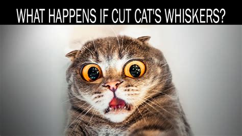 What happens if cut cat's whiskers - YouTube