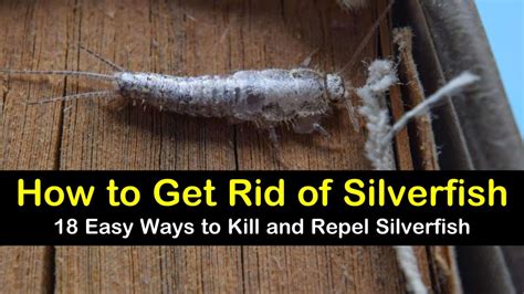 Silverfish: How To Identify, Control, And Get Rid Of Them, 53% OFF