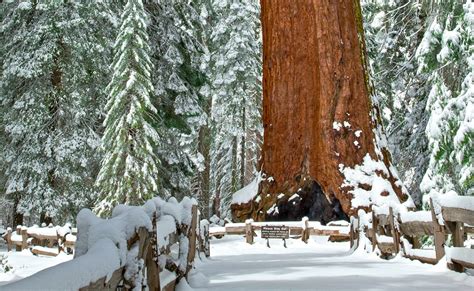 Snowshoeing around Yosemite