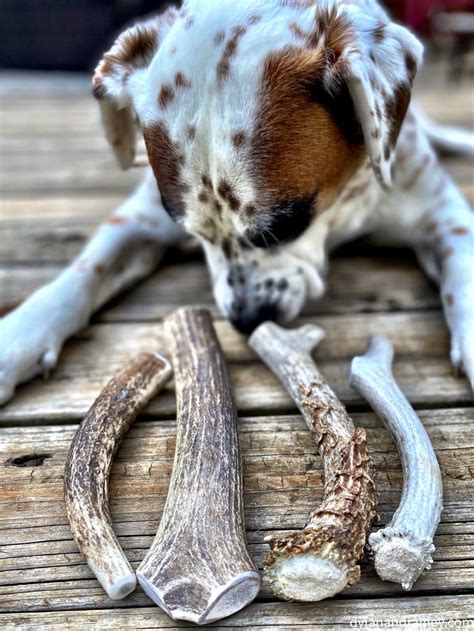 Antler Chews for Dogs – Dylan & Rainey – 100% organic and USA sourced ...