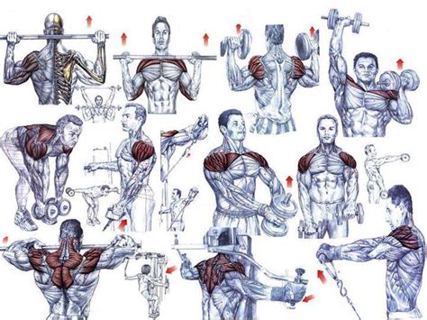 Shoulder Exercises For Beginning Bodybuilders - Bodydulding