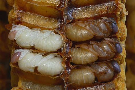 The pupae of western honey bee drones. After passing through their larval stage within cells of ...