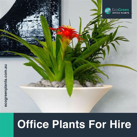 Office plants will transform your business! - Iamtreatmentalliance