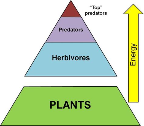 Trophic Level Chart