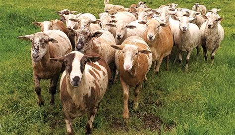 Love My Livestock Breed: Katahdin Sheep - Hobby Farms