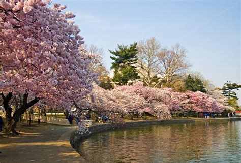 DIVAGAR SOBRE TUDO UM POUCO: Sakuras - A magia das Cerejeiras em Flor