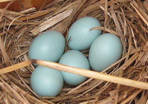 Top 4 Chicken Breeds to Raise for Blue Eggs (with Pictures)