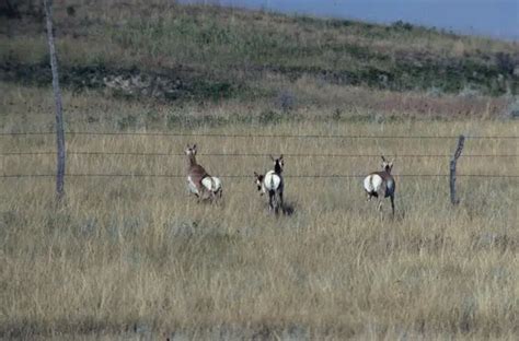 Pronghorn Hunting Season Statistics | The Mighty 790 KFGO | KFGO