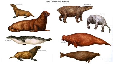 Walrus Vs Sea Lion Vs Seal