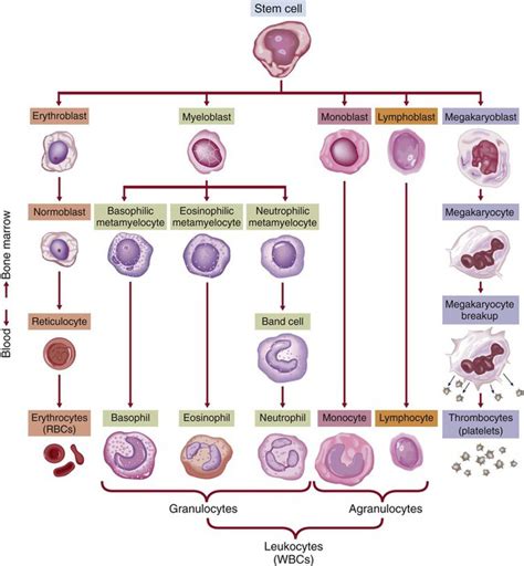 Nursing Assessment: Hematologic System | Nurse Key