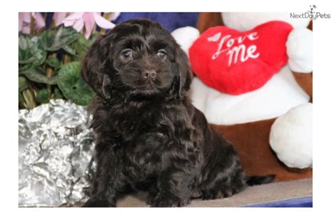 Ginger Am: Cockapoo puppy for sale near Lancaster, Pennsylvania. | ecf79755-8411