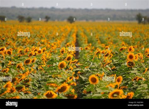 sunflowers in bloom near Crecy in Limpopo province South Africa Stock ...