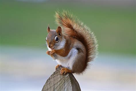 Autumn Squirrel Wallpapers - Wallpaper Cave