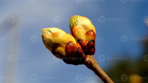 buds 1396504 Stock Photo at Vecteezy