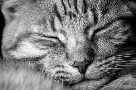 Free photo: Cat, Animal, Pet, Domestic Cat - Free Image on Pixabay - 909895