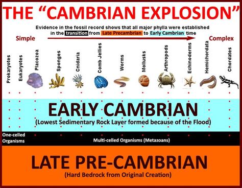 Cambrian Explosion - The fossil record shows an abrupt arrival of the ...