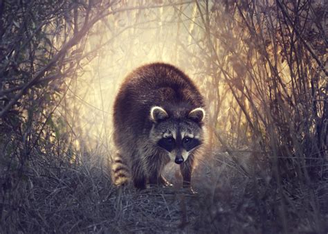 raccoons, Animals, Wallpapers Wallpapers HD / Desktop and Mobile ...