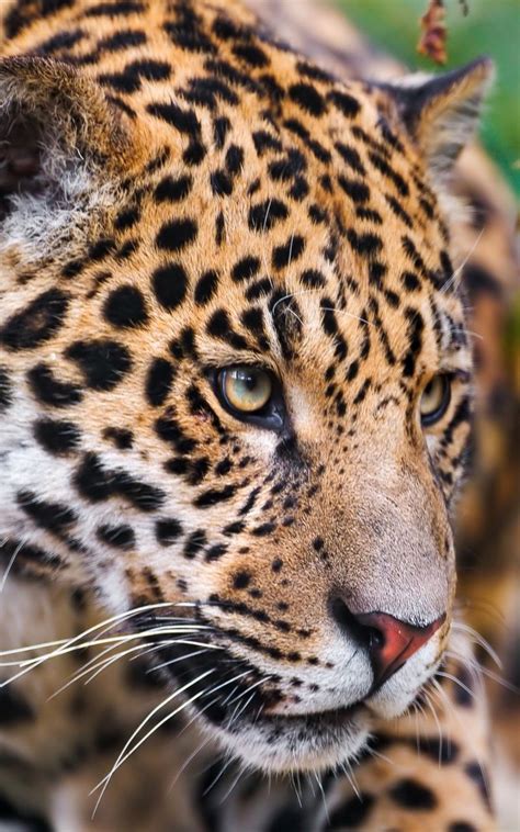 Wallpaper eyes jaguar spotted muzzle | Jaguar animal, Small wild cats, Animals wild