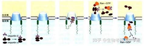 细胞生物学考研 思维导图带背之 细胞核(下）——核被膜、核仁及核体 - 知乎