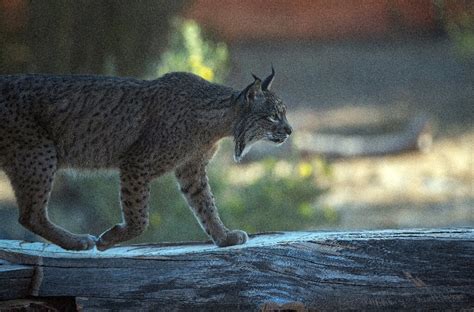 In Spain, Iberian lynx claws back from brink of extinction