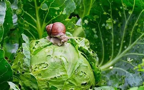 10 Easy and Effective Ways to Get Rid of Snails in Your Yard | Native ...