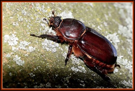 Nashornkäfer [Oryctes nasicornis] - Weibchen Foto & Bild | makro, braun, frühling Bilder auf ...