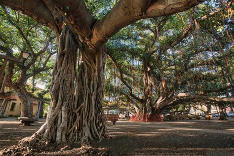 Maui's Oldest Living Tree Incinerated in Hawaii Wildfires