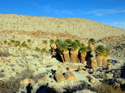 Did Native Americans introduce Fan Palms to California?