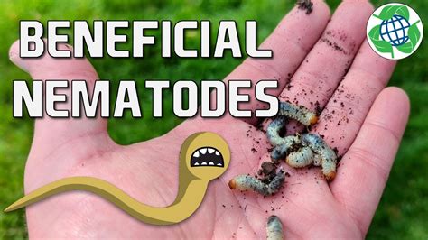 Preventing Pests With Beneficial Nematodes! - YouTube