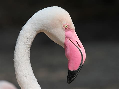 Greater Flamingo | Alexandria Zoo