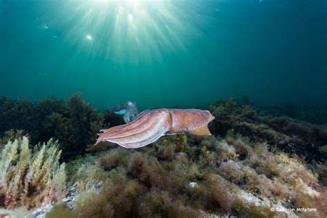 Mating Season: The Australian Giant Cuttlefish - Underwater360