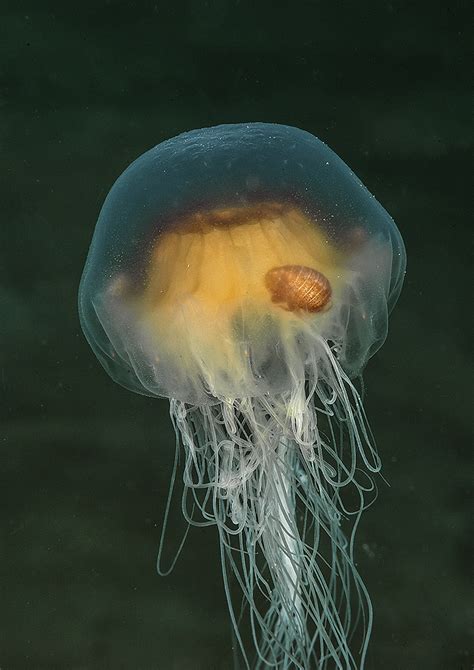 Jellyfish & Prey - Critter Identification - Wetpixel :: Underwater ...