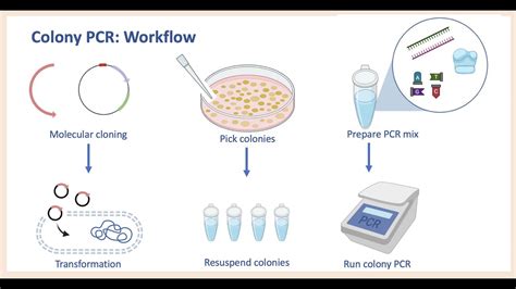 Colony PCR | Screening bacterial colonies | Designing primers - YouTube