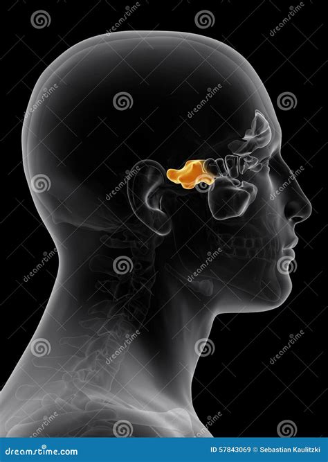 The sphenoid sinus stock illustration. Illustration of biology - 57843069