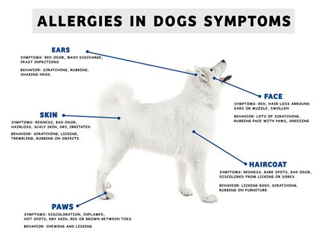 Dog Allergies Bumps