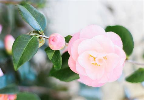 Camellia Meaning and Symbolism - FTD.com | Camellia plant, Flower quotes, Plant meanings