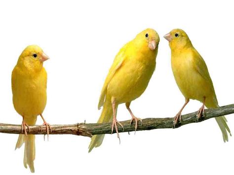 Canary – The Utility Bird Turned Pet | Fun Animals Wiki, Videos, Pictures, Stories