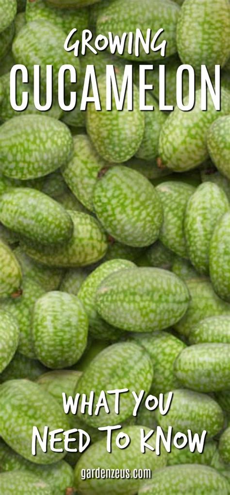 Cucamelon: What you need to know | Home grown vegetables, Cucamelon, Vegetable garden tips