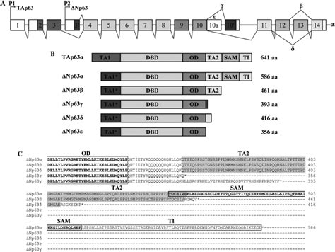 Human p63 gene. (A) Schematic representation of human p63 gene ...